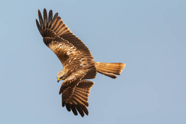 istock Awesome bird of prey in flight 1187182405
