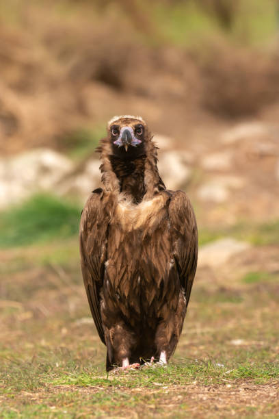 istock Portrait of a black vulture 1187182415