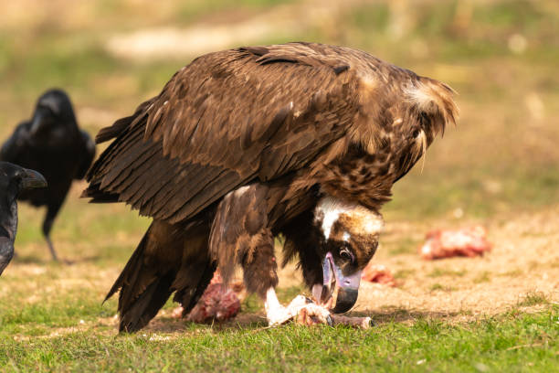 Big vulture and a crow eating Big vulture and a crow eating in the nature crow eating carrion stock pictures, royalty-free photos & images