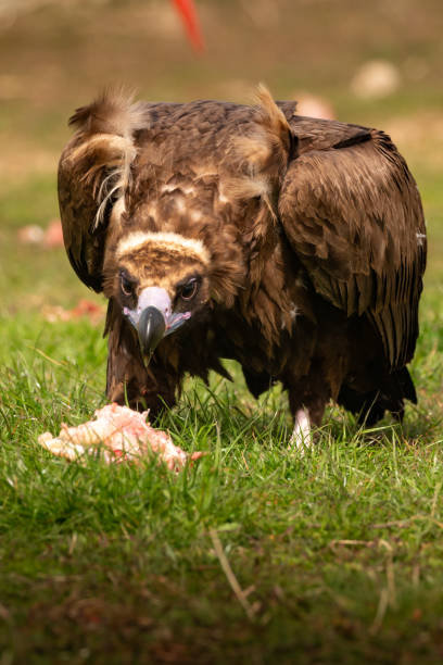 istock Portrait of a black vulture 1187182445