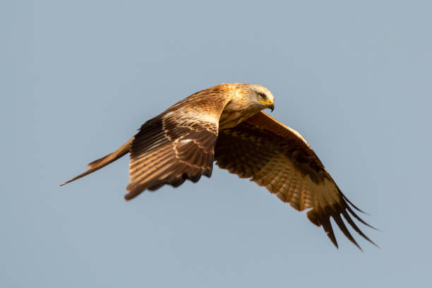istock Awesome bird of prey in flight 1187182550