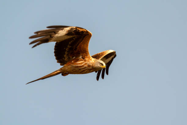 istock Awesome bird of prey in flight 1187182559