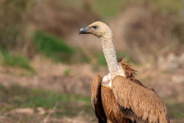 istock Portrait of a vulture 1187182626