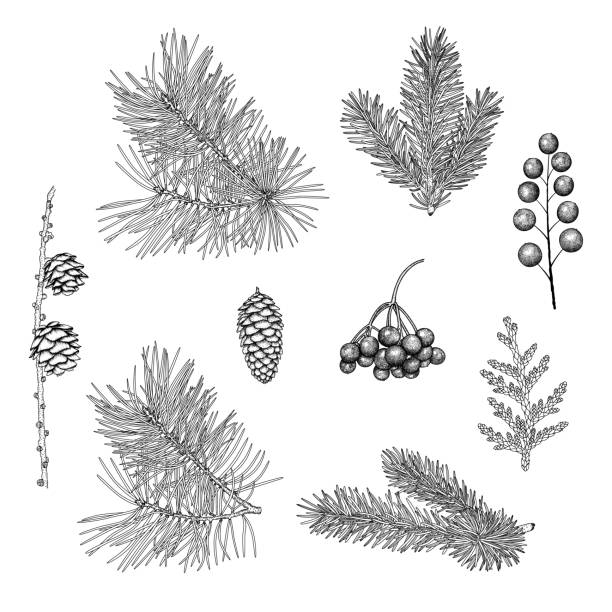 illustrazioni stock, clip art, cartoni animati e icone di tendenza di rami disegnati a mano e coni di abete rosso, pino, larice, bacche di canotta, ginepro. - juniper tree cedar tree tree branch