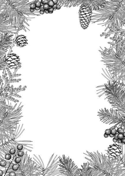 illustrazioni stock, clip art, cartoni animati e icone di tendenza di cornice vintage in bianco e nero. - juniper tree cedar tree tree branch