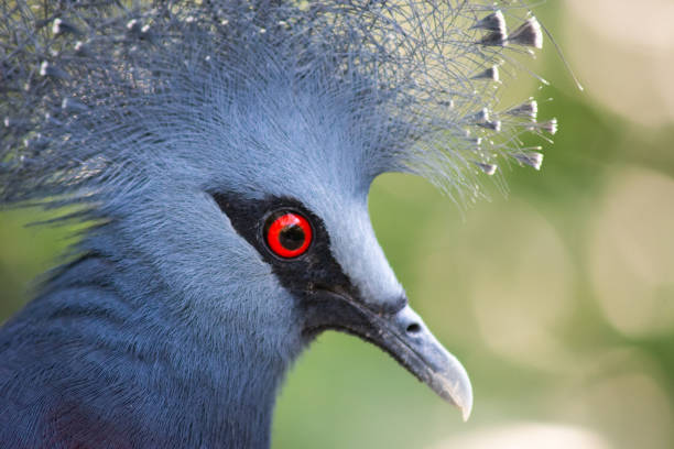 istock Victoria crowned pigeon 1187185817