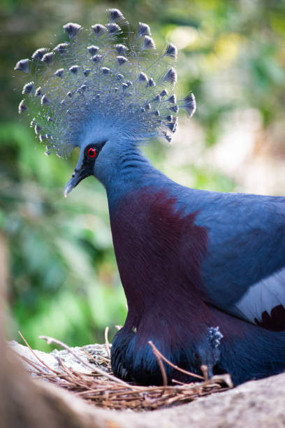 istock Victoria crowned pigeon 1187186322