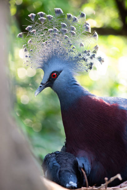 istock Victoria crowned pigeon 1187186418
