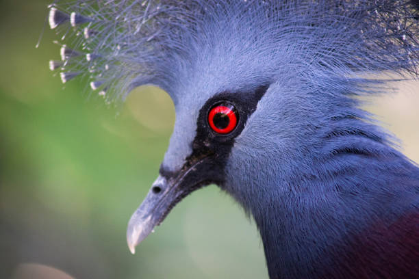 istock Victoria crowned pigeon 1187186420