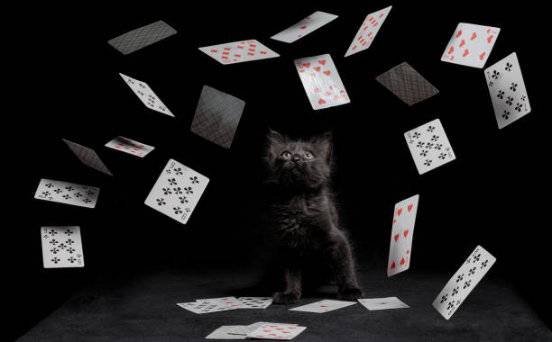 150+ Jogando Cartas E Dados Voando No Pôquer De Mesa fotos de