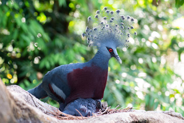 istock Victoria crowned pigeon 1187186550