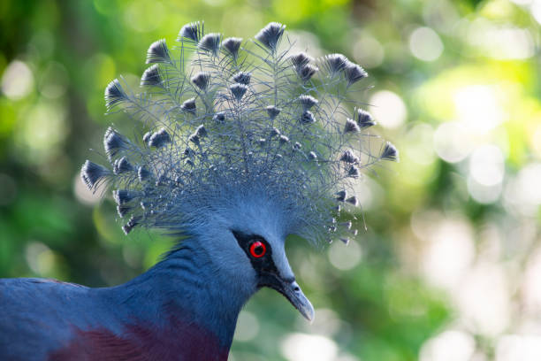 istock Victoria crowned pigeon 1187186758