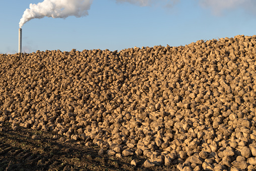 Brown harvested sugar beets on a field in autumn, They will be trucked to the sugar refinery some days later
