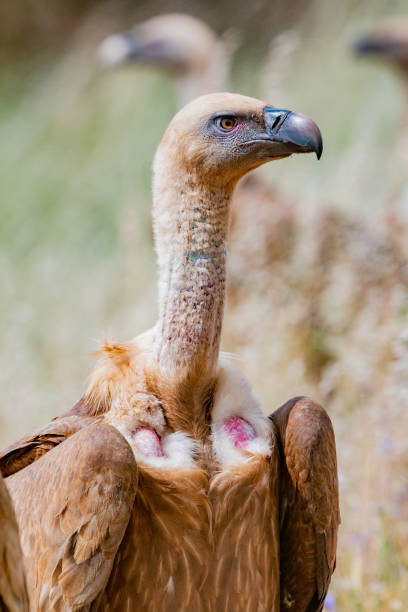 istock Vulture in the nature 1187186936