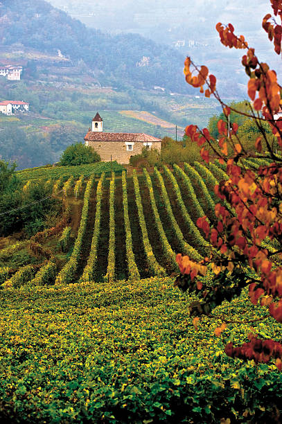 Italy Piedmont Langhe stock photo