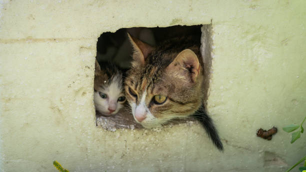 istock Mother cat with kitten in a box, both sticking out their heads only. 1187189194