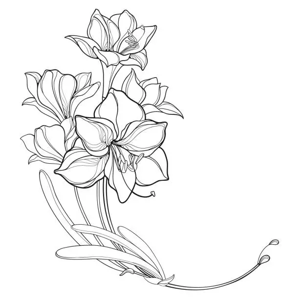Vector illustration of Vector corner bouquet of outline bulbous Amaryllis or belladonna Lily flower bunch and leaf in black isolated on white background.