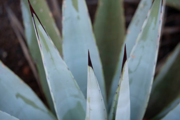 istock Cactus details in Sedona Arizona 1187190996