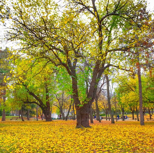 Autumn in the park