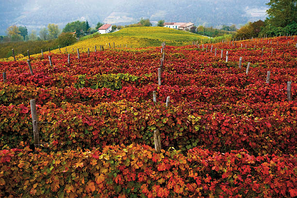 Italy Piedmont Langhe stock photo