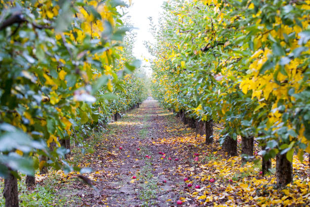 istock apple orchard in autumn after harvesting 1187192200