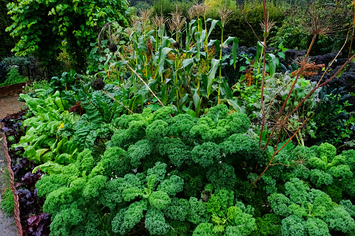 Assorted vegetables growing in an autumn English garden including kale, chard, and sweetcorn.