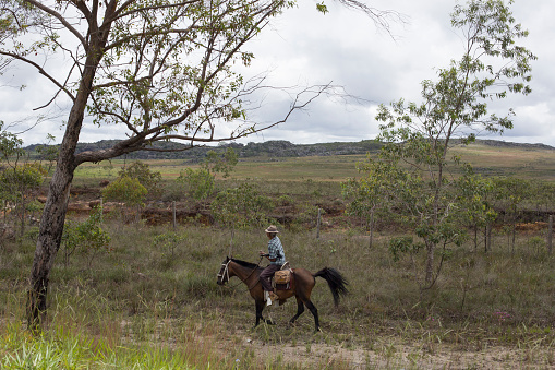 Diamantina, Minas Gerais, Brazil - January 27, 2016: Brazilian cowboy rides a horse in the countryside of Diamantina city, along the lands of Cerrado, a vast tropical savanna of Brazil