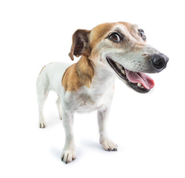 istock funny guilty confused dog 1187197997