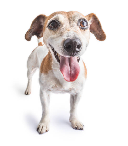 istock Dog Jack russell terrier standing on white background. 1187198016