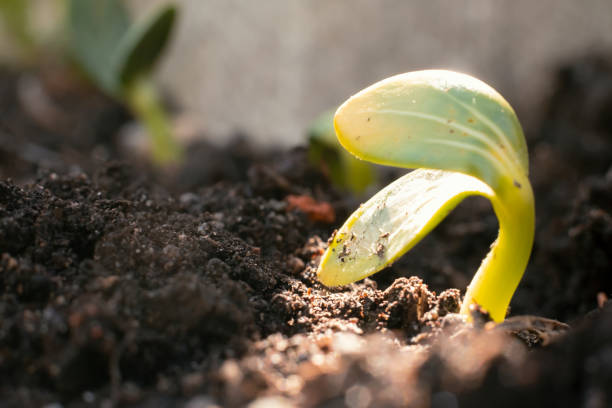 istock Small green sprout of vegetable close up 1187198196