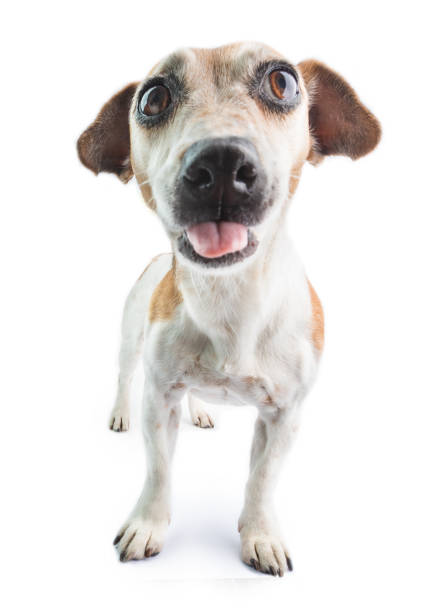 istock Shy dog look with tongue out. 1187198210
