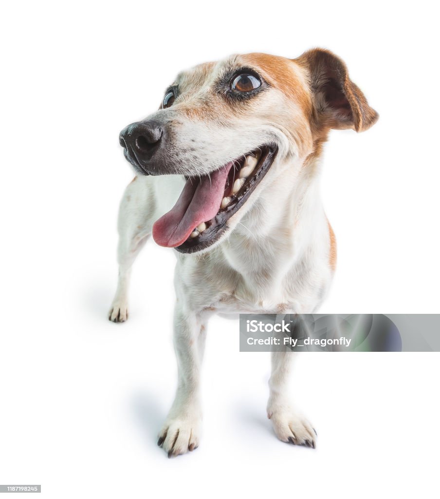 Mỉm Cười Thân Thiện Chó Jack Russell Terrier Hình ảnh Sẵn có - Tải ...