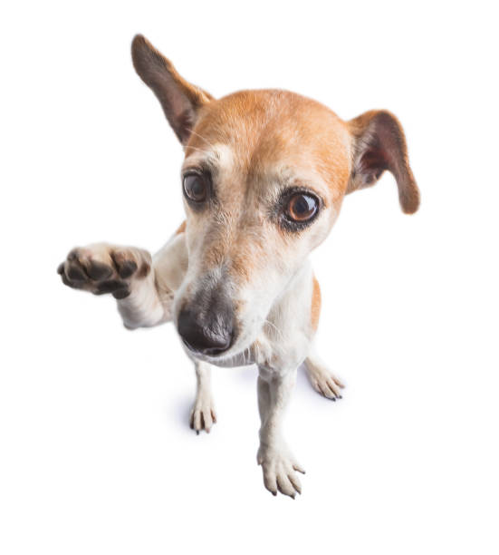 istock high five giving cute dog. Hi! 1187198315