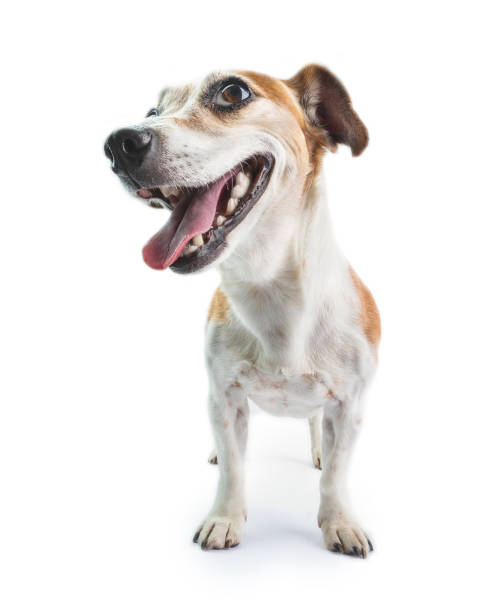 istock adorable smiling positive motivation dog face 1187198467