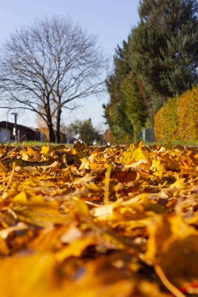 istock autumn leaf colorful foliage 1187198646