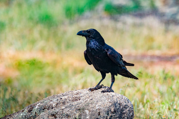 istock Brigh black plumage of a crow 1187198697