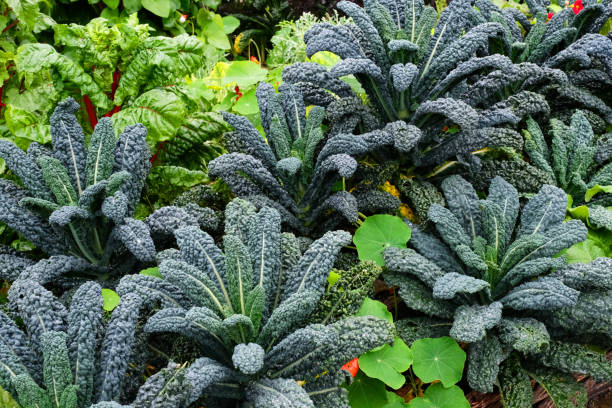 Cavolo Nero Growing in a Vegetable Garden Close-up of Cavolo Nero or Black Tuscan Kale growing in an English vegetable garden plus ruby red chard and nasturtiums. tropaeolum majus garden nasturtium indian cress or monks cress stock pictures, royalty-free photos & images