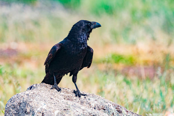 istock Brigh black plumage of a crow 1187198738