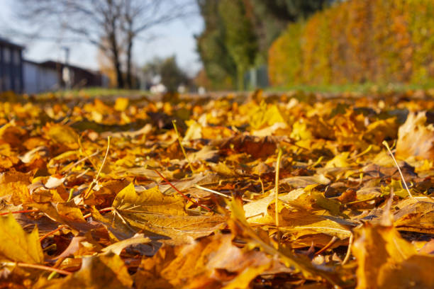 istock autumn leaf colorful foliage 1187198931