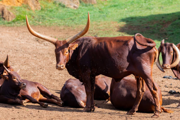 istock Brown watusis with big horns 1187198934