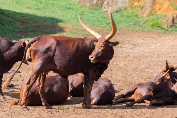 Brown watusis with big horns and brown hair