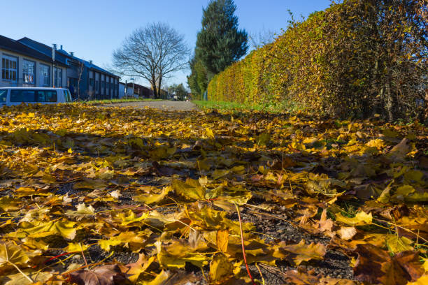 istock autumn leaf colorful foliage 1187200038