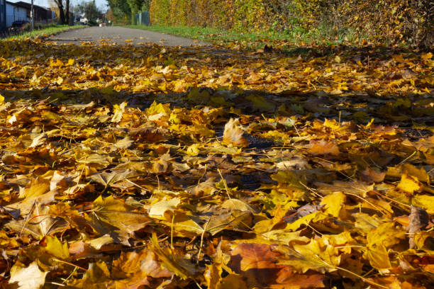 istock autumn leaf colorful foliage 1187200071