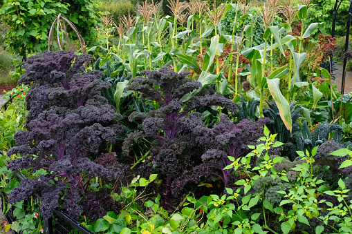 Close-up of purple curly kale and sweetcorn growing in an autumnal vegetable garden.