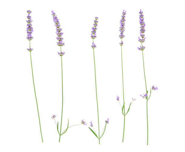 istock Lavender flowers isolated on white background. 1187200997