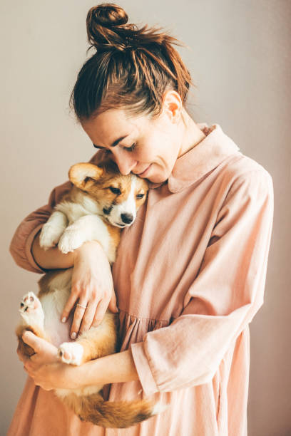 Smiling young woman embracing corgi Smiling young woman embracing corgi pappy with closed eyes. People, animal, love concept. lady dog stock pictures, royalty-free photos & images