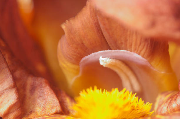 istock Glad flower fragment macro shot 1187202288