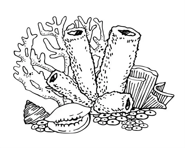 Vector illustration of Group of corals and shells. Vector outline sketch illustration