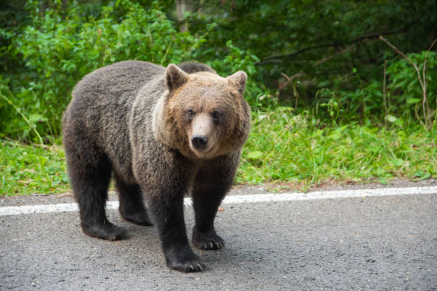 istock Brown bear standing on a road. Wild animal on road 1187204430