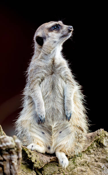 istock Meerkat (Suricata suricatta), also known as the suricate. 1187205689
